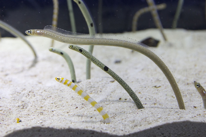 全国】チンアナゴに会えるおすすめスポット40選！11月11日はチンアナゴ