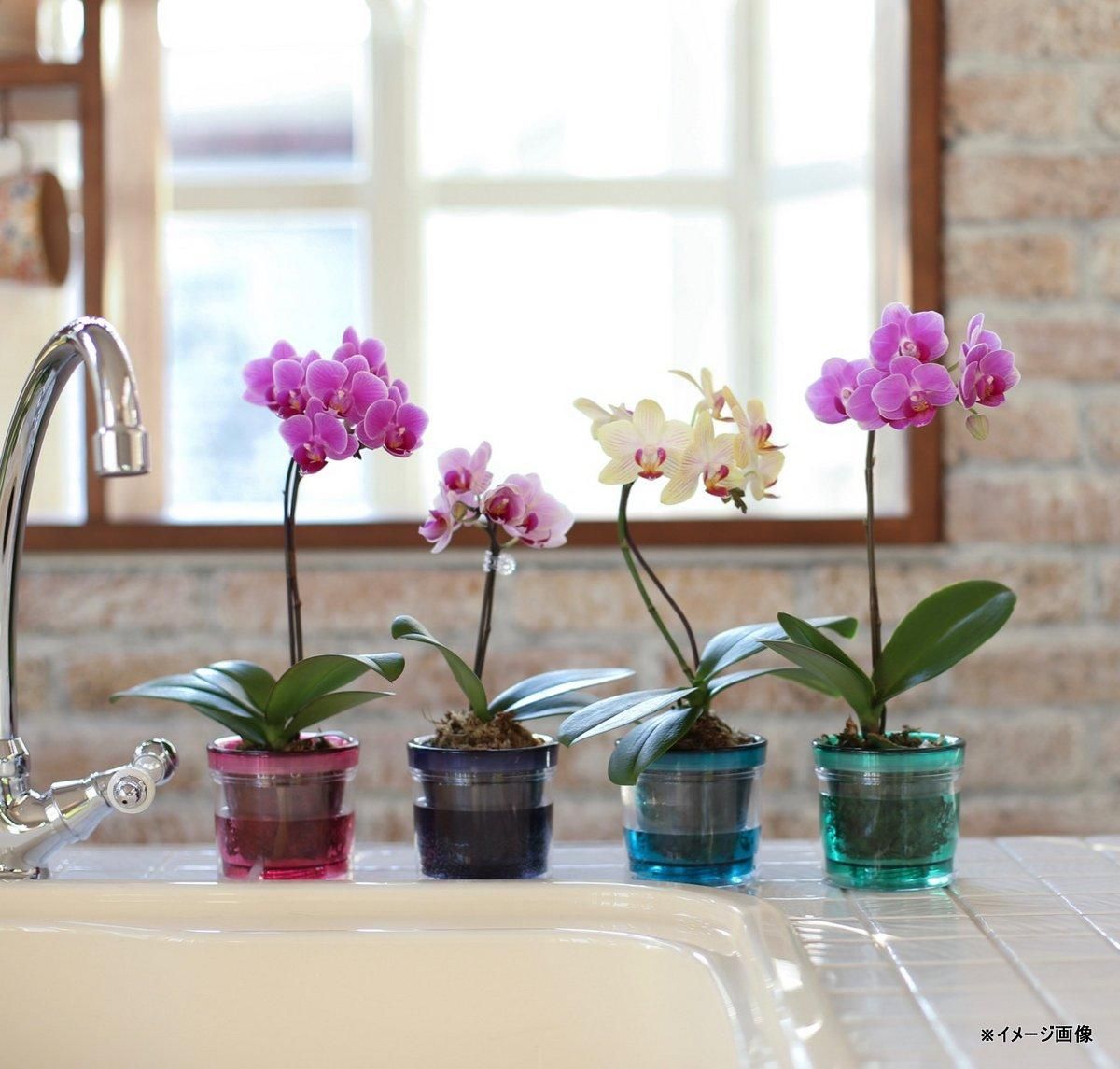 油絵 ゆうみ はしごに置いた鉢花 油絵 ゆうみ はしごに置いた鉢花 油絵