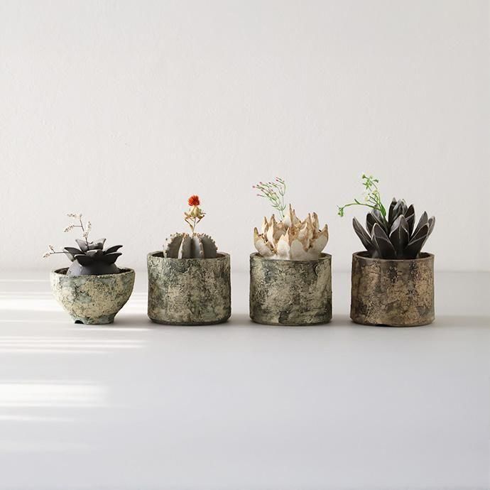 STUDIO. ZOK｜陶植セット ハオルチア コンプト - ハシュケ［hushykke］