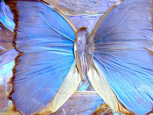 ブラジル モルフォ蝶 インテリア クラフト-メキシコ 民芸品 日用品