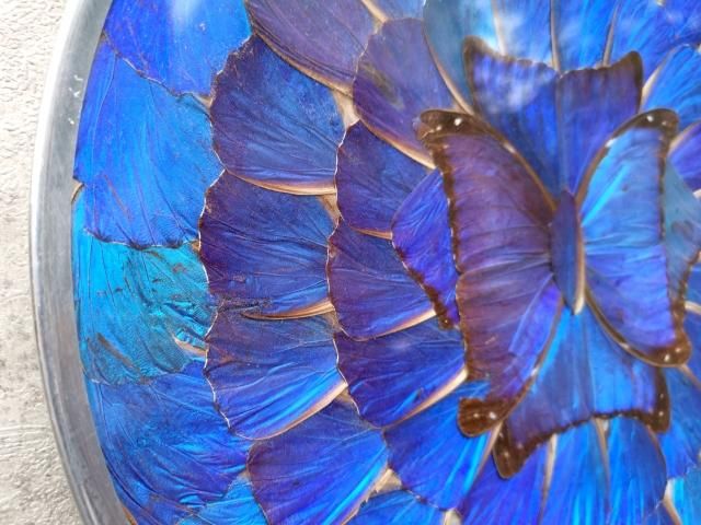 ブラジル モルフォ蝶 壁飾り ブラジル モルフォ蝶 インテリア クラフト