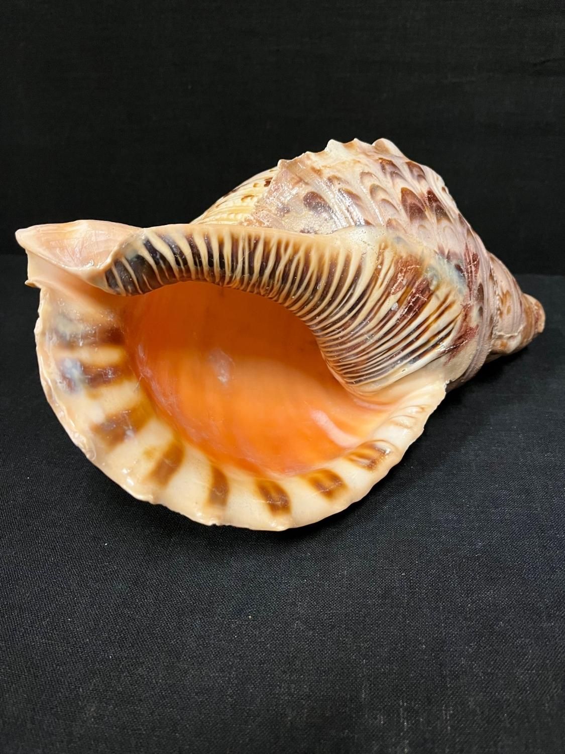 a*0様 希少特大肉厚45㎝修験道法螺貝 山伏 密教 魔除け 熊よけ