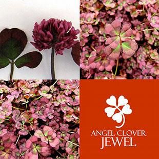 見元園芸のオリジナルクローバー販売 エンジェルクローバー 四つ葉 五