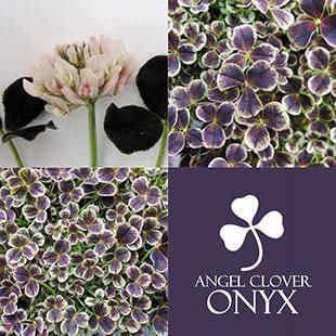 見元園芸のオリジナルクローバー販売 エンジェルクローバー 四つ葉 五