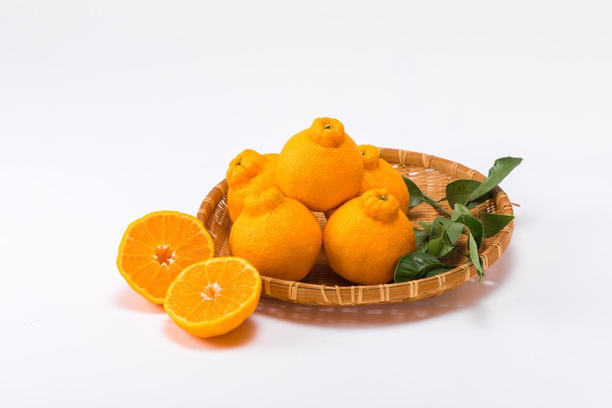 家庭用】紅不知火（大将季）3L-4Lサイズ混合約5kg入 12～15玉入り