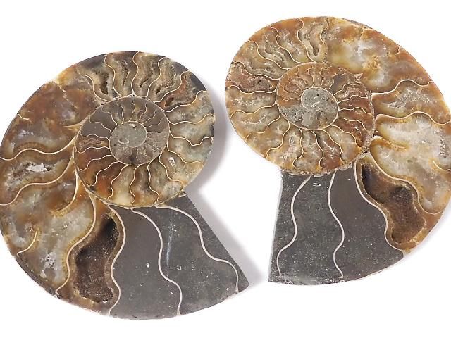 動画】【1点もの】マダガスカル産アンモナイトの化石 2個(ペア) NO.8