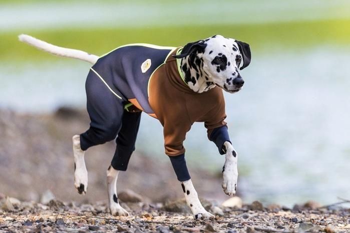 アルファアイコン W.FULL DOG GUARD - ドッグデコ | 犬と人の健やかな