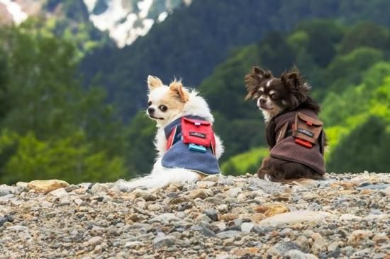 アルファアイコン AIR LINER - ドッグデコ | 犬と人の健やかな暮らしの