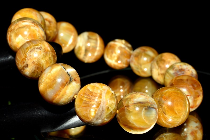 パルナシウス・ブレメリ（1オス・韓国） 【公式通販】