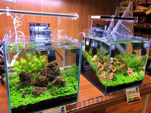 ADA 30cm キューブ水槽 セット