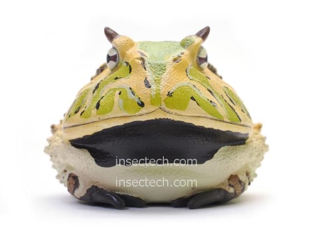 動物の惑星】ベルツノガエル（タイプA）フィギュア - 昆虫採集・昆虫