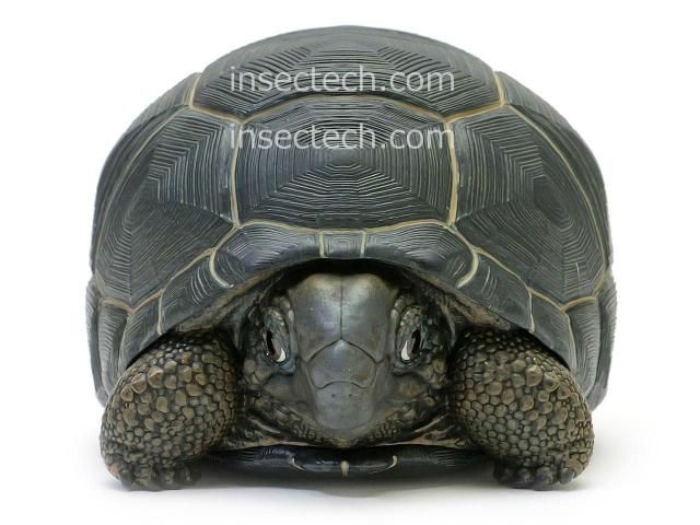 動物の惑星】アルダブラゾウガメ フィギュア - 昆虫採集・昆虫標本用品