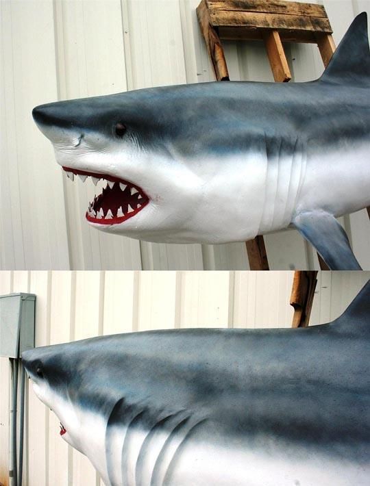 サメ鮫標本剥製頭部