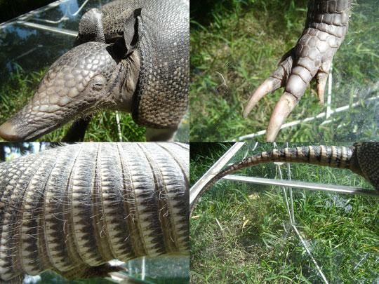 ビッグサイズ☆アルマジロ 剥製 - 頭骨・骨格標本・剥製販売 【Core-Box】