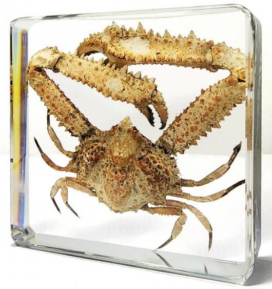 ヒシガニ アクリル封入標本 - 頭骨・骨格標本・剥製販売 【Core-Box】