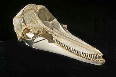 超希少種 シワハイルカ 頭骨 標本 海棲生物 いるか イルカイルカ 頭骨標本