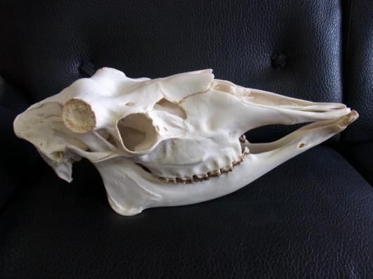 特大 ホシエイ 頭骨標本 【公式通販】