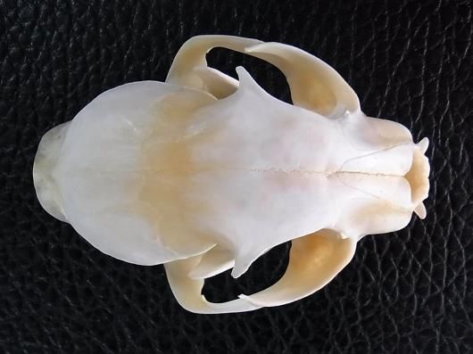 高品質！ボブキャットの頭骨 11.5cm 【公式通販】