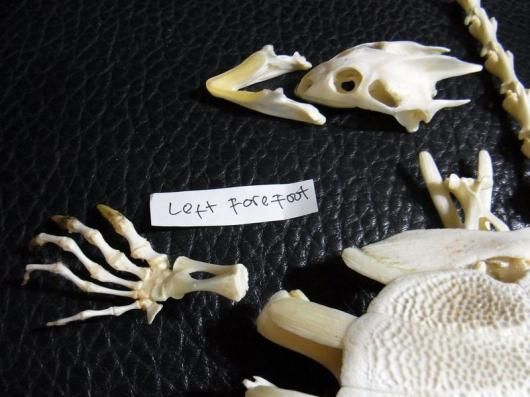 ☆即納☆ 高品質！ インドシナオオスッポン Asiatic giant softshell