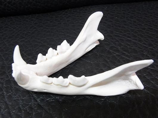 ボブキャット 頭骨 標本 骨格 ボブキャット 頭骨 標本 骨格 即納☆ボブ