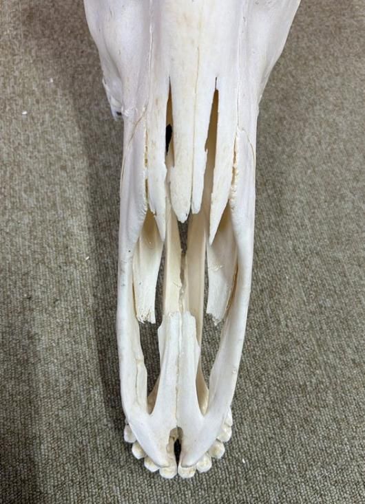 ☆ 即納 ☆ ケープキリン South African Giraffe 頭骨 ♂ 76cm C