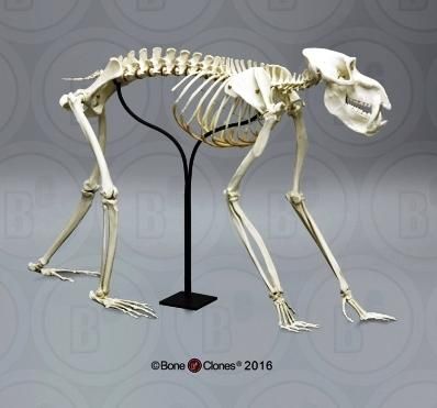動物の骨製頭蓋骨 猿の頭蓋骨 スカル 骨格標本 ニホンザル 動物の骨製