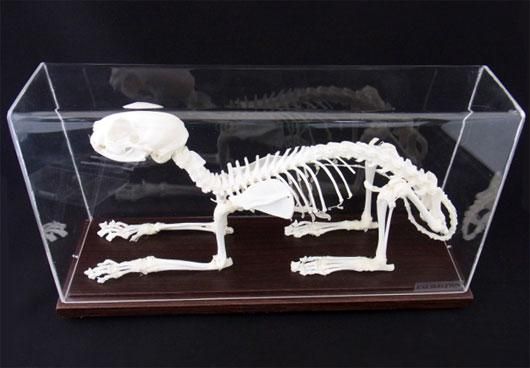 ボブキャット 頭骨 標本 骨格 即納☆ ボブキャットの頭骨（Lサイズ