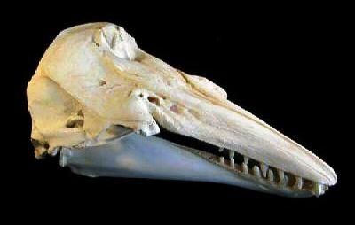 イルカ クジラ 標本 約20cm 詳細な骨構造 イルカ クジラ 標本 約20cm