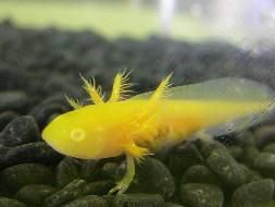 ウーパールーパー【イエロー】3～5cm - ウーパールーパーの販売