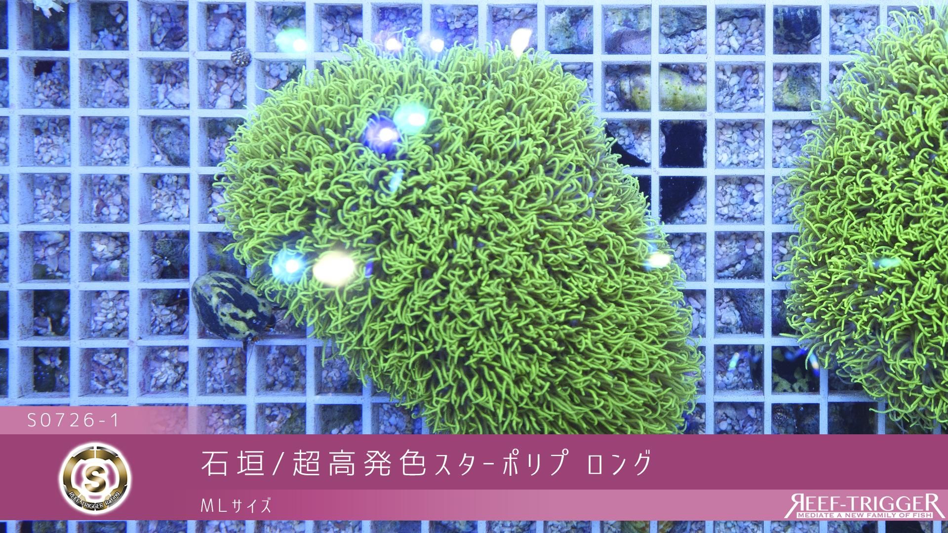 石垣/超高発色スターポリプ ロング MLサイズ - REEF-TRIGGER