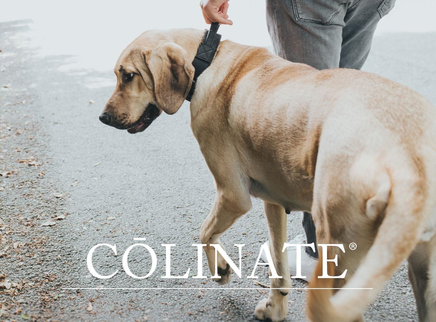 首輪 ハンドル付き 一覧 - 大型犬のためのハイクオリティ訓練用品店