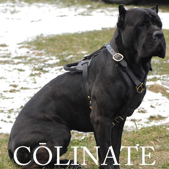 中型犬/大型犬/超大型犬用 ハーネス 高級本革製 / 警察犬種・作業犬種