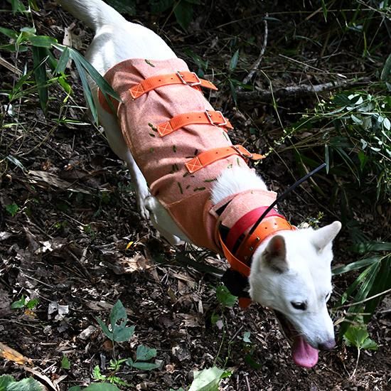 Spectra Vest Hunter Orange 猟犬用耐切創ドッグベスト スペクトラ