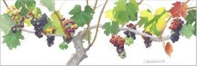 玉村豊男 版画作品 - ヴィラデストワイナリーオンラインショップ