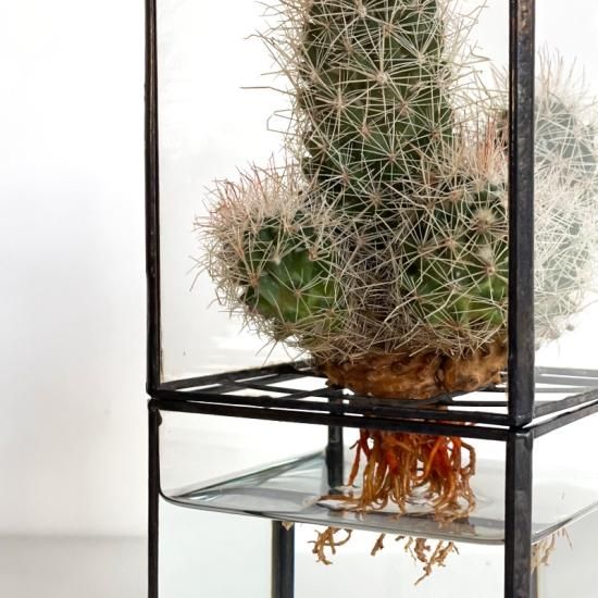 シナノの森様限定商品］バクテリアリキッド×10本 シナノの森様限定