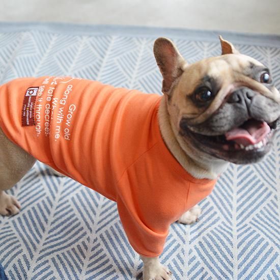 犬服 3S わんこの普段着オレンジとペールブルーの花