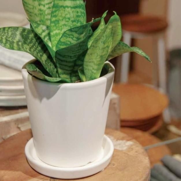 植木鉢 おしゃれ 陶器鉢 オストラウンド＜ 13cm 白 マット ツヤなし