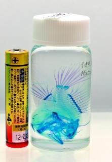 商品検索 - 透明工房 ～生命の華～ ☆透明標本 製作・販売・通販 学術