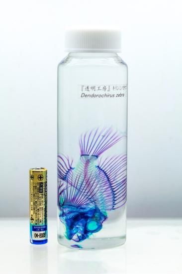 透明工房 ～生命の華～ ☆透明標本 製作・販売 学術指導☆