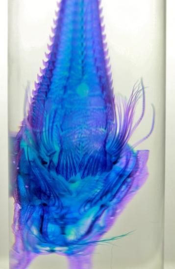 透明工房 ～生命の華～ ☆透明標本 製作・販売 学術指導☆