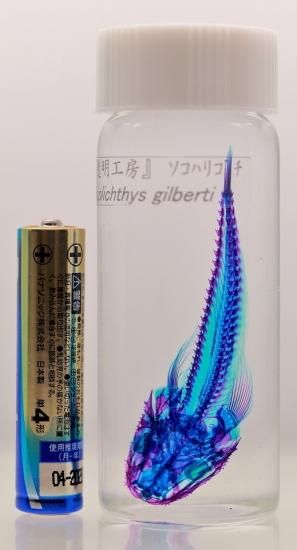 透明工房 ～生命の華～ ☆透明標本 製作・販売 学術指導☆