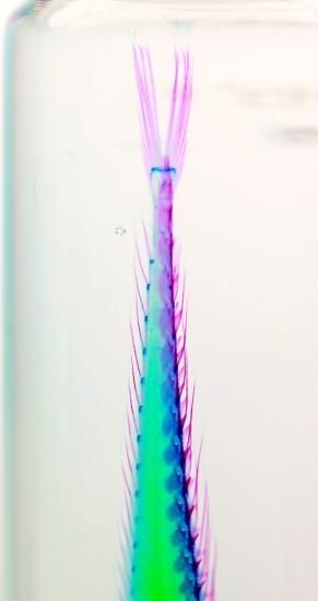 透明工房 ～生命の華～ ☆透明標本 製作・販売 学術指導☆