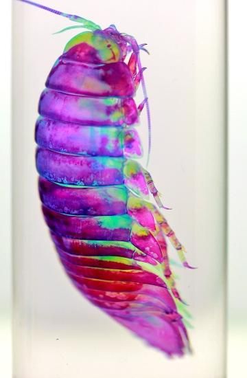 透明工房 ～生命の華～ ☆透明標本 製作・販売 学術指導☆