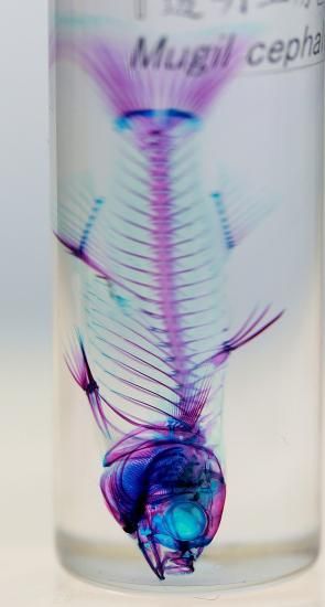 透明工房 ～生命の華～ ☆透明標本 製作・販売 学術指導☆