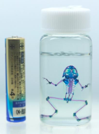 透明工房 ～生命の華～ ☆透明標本 製作・販売・通販 学術指導☆