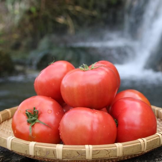 喜界島 トマト2kg - 若松農園 【かごしまぐるり】