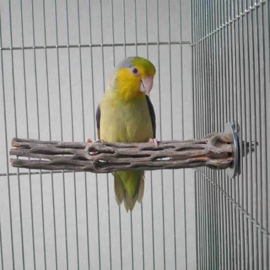 鳥用品 止まり木 カクタス スケルトン パーチ 特大No.216 鳥用品