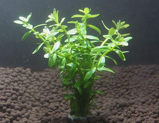 国産無農薬 グリーン ロタラ（5本） - 水草通販 イイ水草市場