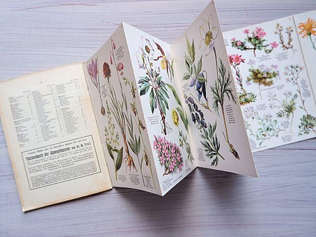 アンティーク 植物標本 高山植物 全57種 高山植物のアンティーク植物