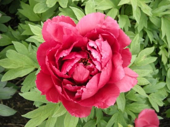 牡丹苗販売・通販｜松陽 - 中村農園｜新品種牡丹販売｜島根県松江市